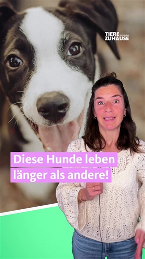 Kein Bulldoggen-Bashing! Ergebnisse wissenschaftlicher Studien! Verschiedene Untersuchungen haben gezeigt, dass kleine Hunde mit langen Schnauzen am längsten leben. Und dass die Länge der Schnauze mehr Einfluss hat, als die Körpergröße. Hunde wie Jack Russel Terrier, Yorkshire Terrier, Border Collie und Springer Spaniel haben eine fast doppelt so hohe Lebenserwartung wie Französische Bulldogge und Mops. Wie sieht dein Hund aus? Beschreib ihn uns oder poste ein Foto in die Kommentare. Quellen: Ge