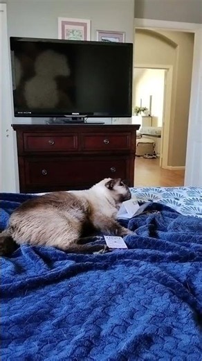 Hex with a paper—what a hero! Jump on the bed—and straight into the fray!