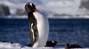 When scientists drilled into the bottom of a lake in Antarctica and pulled up the sediments, they were greeted by a big stink... of penguin poo. The guano (to give it its proper name) tells the 7,000-year-long story of the birds' existence on the island, and how the animals have had to battle one of the great forces of nature. http://www.bbc.co.uk/news/science-environment-39565764 | BBC Science News