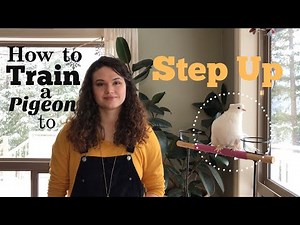 How to Train a Pigeon to Step Up