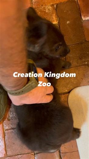 20K views · 496 reactions | Hyena Puppylove | The Creation Kingdom Zoo | Facebook