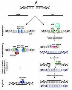 Non homologous end joining - Alchetron, the free social encyclopedia