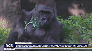 Dallas Zoo bachelor gorillas moving to San Antonio Zoo