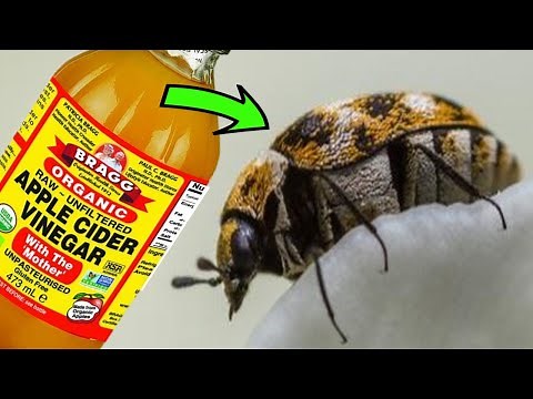 How to Get Rid of CARPET BEETLES Naturally - QUICK & EASY HOME REMEDIES