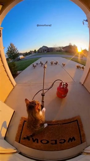 "Chasing Nuts and Dreams 🌰 #SquirrelGoals #NutsForLife" | littlefluffysquirrel0