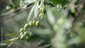 olive tree, branch with olive close up ffotage, olive production
