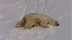 Part 542 || Animals Life Story | Animals Life