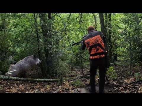 Chasse en battue Corse 💥 7 actions ! Des tirs à très courte distance