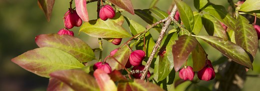 Fusain, euonymus : planter, tailler et entretenir