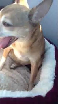 Signs of Collapsing Trachea in dog 9/26/2013