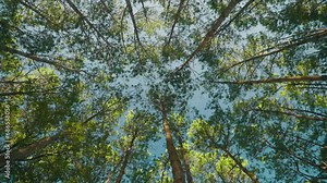 Bottom view of pine trees in forest and sunshine. Big and tall pine tree with sun light. Low angle view of pine in the forest. The sky can be seen through the tops of pines in forest