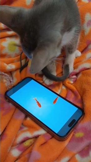 PLay Time🩶🤍😁25 December 2025