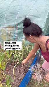 GARLIC 101: Your guide to growing garlic at home. 🧄 Plant at the correct time of year: Garlic should be planted 2 to 6 weeks before your last frost. To ensure the garlic has time to establish before the ground freezes. 🧄Choose Your Garlic: Opt for soft neck garlic for warmer climates like Florida, as it performs well in heat and has a longer storage life. In contrast, hard neck garlic is better suited for northern climates with cooler temperatures.🧄Prepare the Raised Bed: Select a well-draini