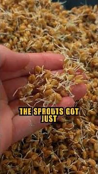 Freeze-Drying To Make Sprouted Grain Flour