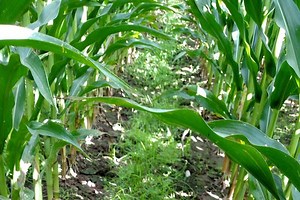 MSU Cover Crop Team Webinar Series: Soil biology benefits of cover crops