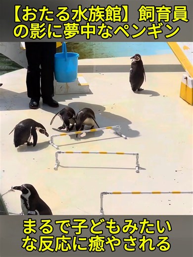 【おたる水族館】飼育員さんの影が気になりすぎるペンギンショー (2/2) #おすすめにのりたい #おもしろ動画 #penguin #aquarium #言うこと聞かないペンギンショー #ペンギンショー #おたる水族館 #カメラ女子発掘コンテスト #北海道 #小樽 #旅行 #ペンギン