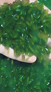 363K views · 2.7K reactions | Bamboo Rice: Rare and Nutritious...