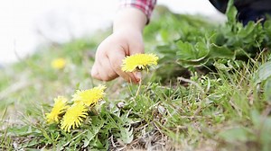 3 einfache, chemiefreie Methoden, um Löwenzahn loszuwerden