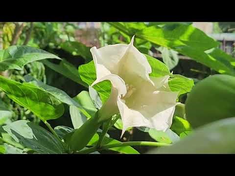 Blooming flora of #Datura stramonium 