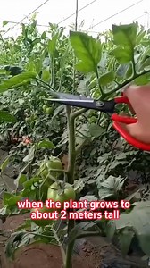 1.3M views · 17K reactions | #planting #farming #agriculture #vegetables #tomatoes | My Own Garden | Facebook