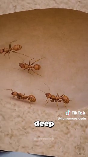 Understanding the Incredible Size of Ant Colonies