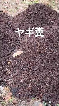 [Winter soil preparation] Fallen leaves, compost, rotten wood #homegarden #regenerativecultivatio...