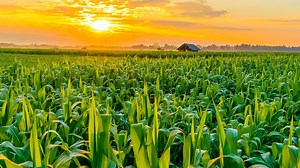 Missouri's extreme heat will worsen, thanks to corn