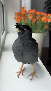 OMG! Birds talking ❤️✨ #birdwatching #commonhillmyna #pet #birding #birdsofinstagram #birdssotalented #singbird #birdsspeak #animals #birds #love #會說話的鳥 #animal #birdsarefine #breakbird | Daily Birds