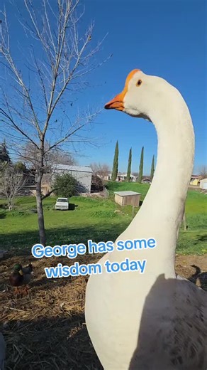It's a good point #georgethegoose #geese #goose #funny