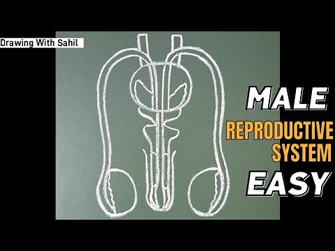 how to draw male reproductive system | male reproductive system | male reproductive system drawing