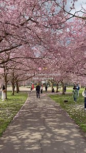 If you are planning a walk in Ravenscourt Park, now is definitely the best moment for it as it’s in full bloom 🌸✨ #spring #springinlondon #prettylittlelondon #ravenscourtpark #westlondon #londra #londres | Prettylittlelondon