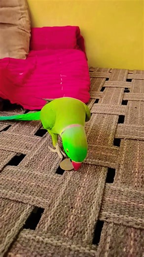 पुष्पा तो झुक गया🤣😂mittu beta#shorts#mitthu#talkingparot