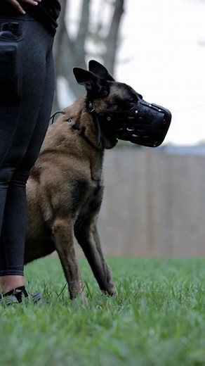 67K views · 2.5K reactions | Dog Training USA  #DogTraining #SmartDogTraining #happydogs #DogTrainingUSA #DogTrainingTips #K9Training #DogObedience #PuppyTraining #WorkingDogs #DogTrainingLife #EliteK9 #K9Handlers #K9Unit #ProtectionDogs #ServiceDogs #CanineHeroes #DogsOfInstagram #USMilitaryDogs #TrainHardFightEasy #ObedienceTraining #dogtrainersofinstagram | German shepherds | Facebook