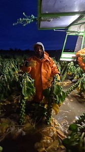 Cosechando repollito😱 Lia CAstelan Soy carloshz1 Camila Santiago Naty Sandoval María Gutiérrez Carmen Munoz #inmigrantes #campesinos | 𝐋𝐎𝐒 𝐅𝐑𝐄𝐒𝐄𝐑𝐎𝐒 𝐃𝐄 𝐎𝐗𝐍𝐀𝐑𝐃 𝟖𝟎𝟓