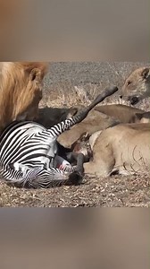 Lions attack Zebra | Natural