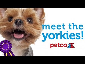 Yorkshire Terriers: Meet the Dog Breed with Petco