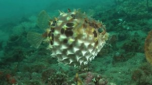 DID YOU KNOW? Pufferfish are actually poor swimmers. Luckily, they are able to defend themselves by swallowing water and inflating. Today’s #FunFact is brought to you by our partner Blowfish Malibu. Learn more about Blowfish Malibu’s commitment to sustainability and new #4Earth4Life shoes: https://bit.ly/3aj8Lxb | Oceana