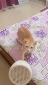 You asked for a full version, you got it! ✅ HAIRBALL all on the floor and streaming platforms now🕺🏻#cat #cats #hairball #song #music #funny #hilarious #ridiculous #comedy #rap #hiphop #beastieboys #lol #lmao #meme #memes #memesfunny #dustydubs | Dusty Dubs