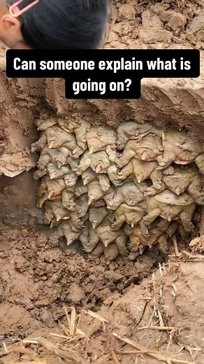Lots of turtles stacked up underground? What is going on? Brumation. | turtles