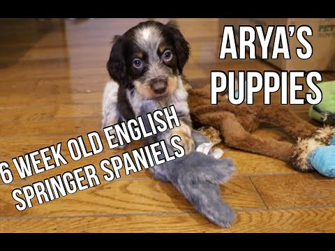 6 Week old English Springer Spaniel puppies. Arya's litter update.