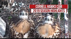 71K views · 1.2K reactions | In 2019, we watched Big Red and Arthur successfully raise a brood of three downy chicks during their second breeding season together. Let's look back at some of the special moments from last season's Red-tailed Hawk cam. Comment below with your favorite memory from last season! | Bird Cams | Facebook