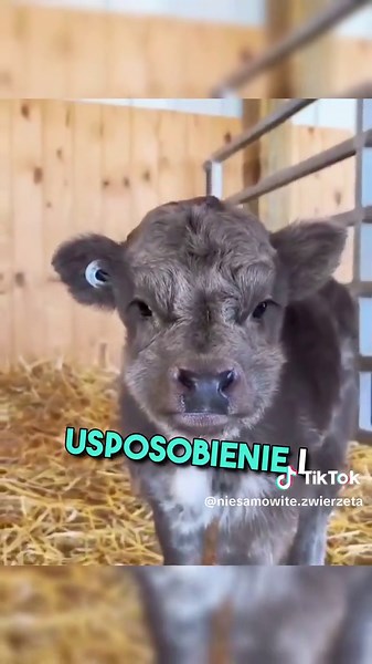 Mini krowa: Urocze zwierzęta domowe