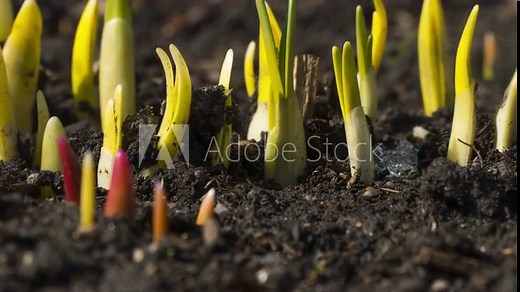 Snow melts in the garden. Time-lapse of snow melting in spring and the growth of green shoots of flowers