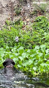 62K views · 1.6K reactions | TROUBLE’S GOT THAT DRIVE! She’s turning into one heck of an iguana dog! Every hunt, she’s getting sharper, faster, and more fearless out in the Florida heat. | Python Cowboy Hunts | Facebook