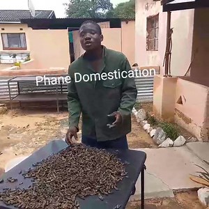 The Future of Phane | Young Rinyane