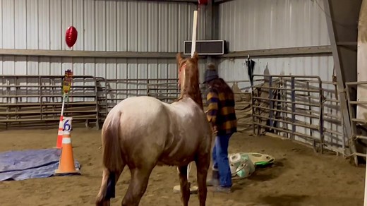 14K views · 233 reactions | Huck is taking everything in …❤️ | Cowgirl Up Ranch NY | Facebook