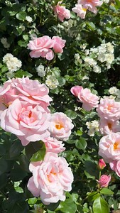 Oxford Physic is a beautifully formed shell pink shrub rose that fits perfectly within the old-fashioned collection, yet has the health and reliability of a modern day rose. With its classic, cupped blooms and warm, fruity fragrance, it brings timeless elegance to borders and rose beds, flowering repeatedly through the season. Now available with 20% off online at Peter Beales Roses. | Peter Beales Roses
