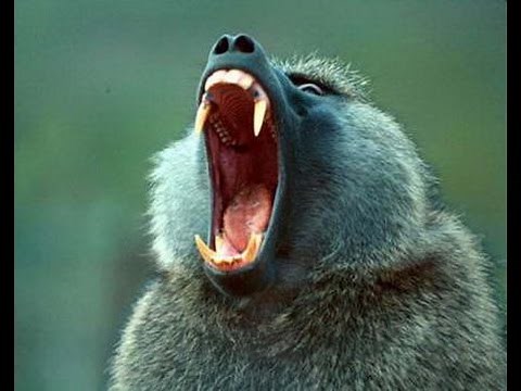 BABOON ATTACKING SNAKE FULL FIGHT | NEW UPLOAD FULL ACTION