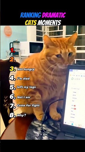 Ranking Dramatic Cats Moments 🧡😹