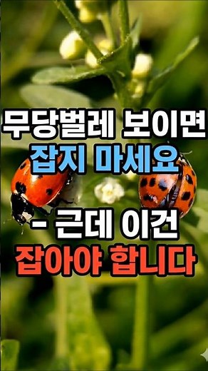 If you see a ladybug, don't catch it - but you have to catch this one.